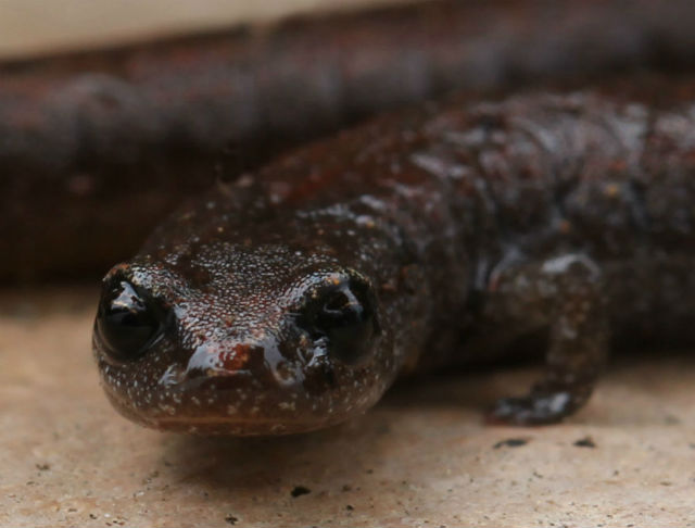 slender salamander_9442