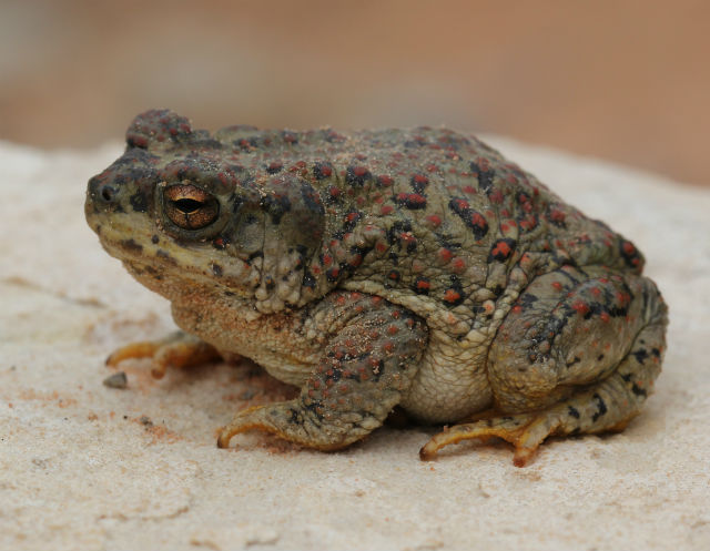 red spotted toad_9723