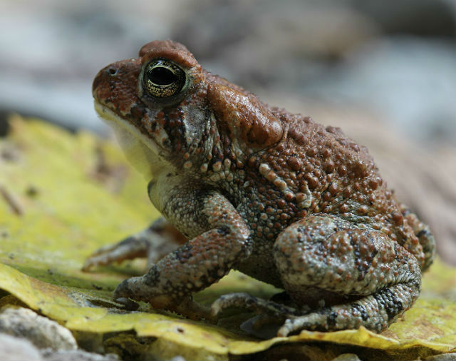 dwarf american toad_3258