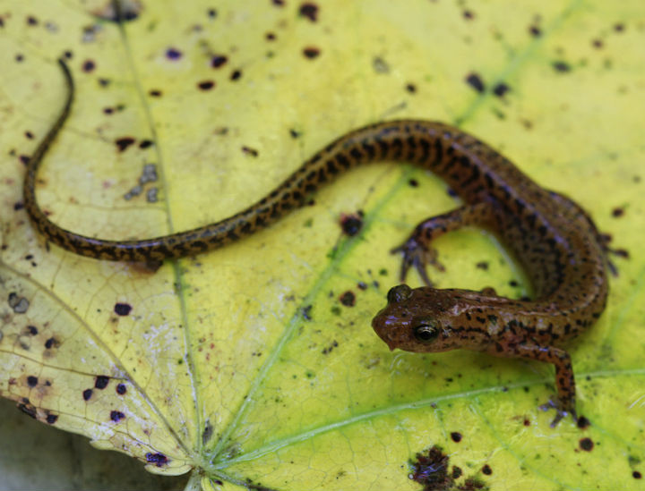 longtail salamander 26