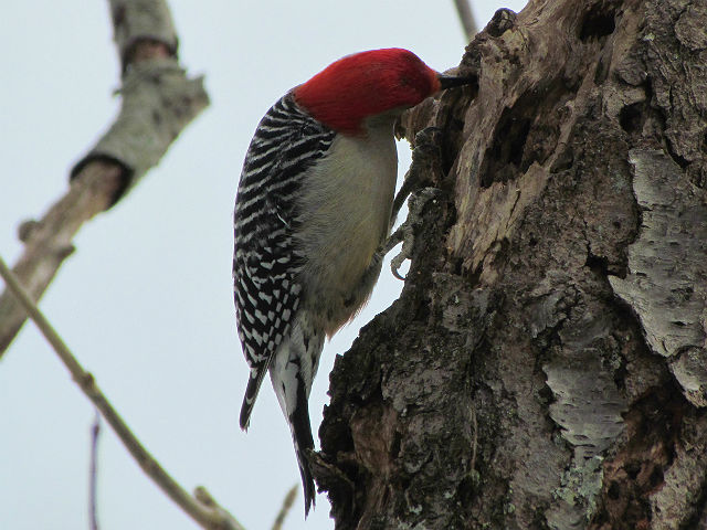 red-bellied woodpecker_2227