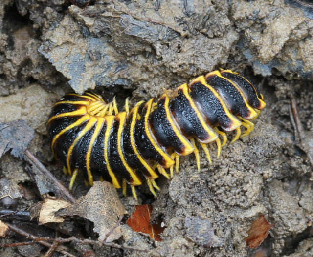 Black and Yellow Flat Millipede 046