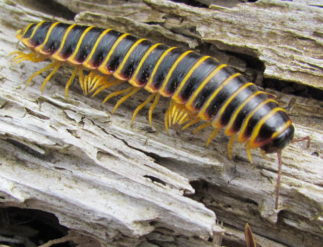 Black and Yellow Flat Millipede_3300