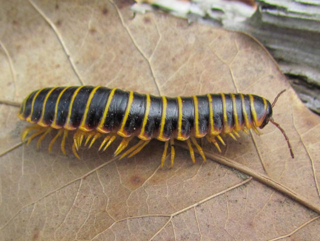 Black and Yellow Flat Millipede_3302