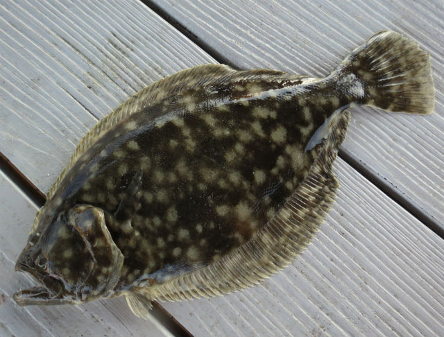 Southern flounder_9662