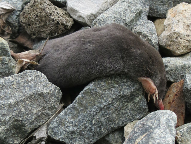 hairy-tailed mole_1991