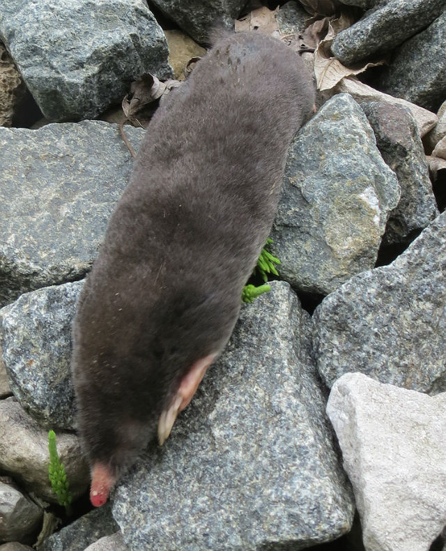 hairy-tailed mole_1992