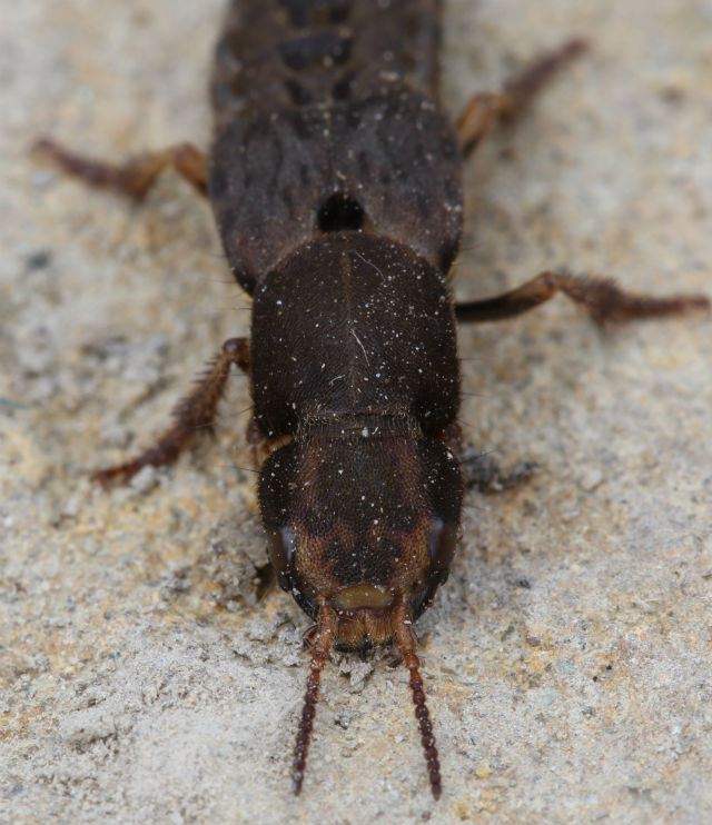 rove beetle_5392