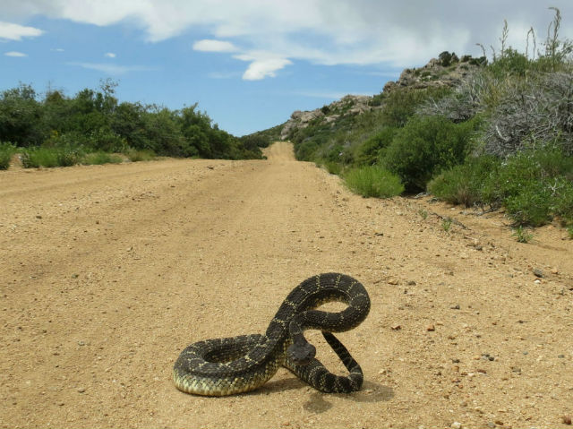 arizona black rattlesnake_2708