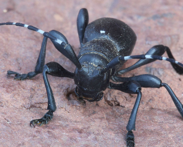 Cactus Longhorn Beetle Moneilema gigas_5761