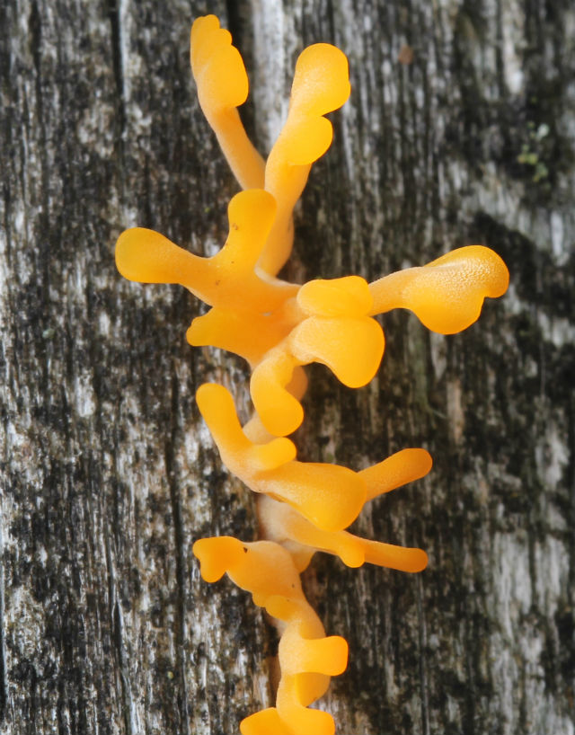 Fan-shaped Jelly Fungus_7132