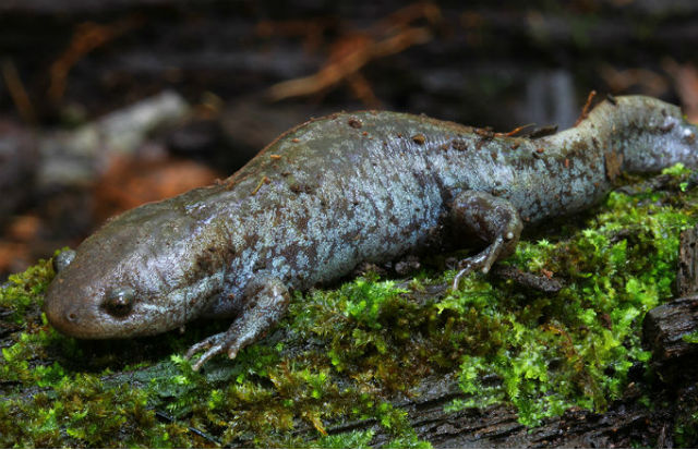Mole Salamander 0031