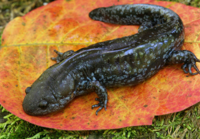 Mole Salamander 20038