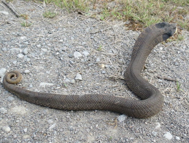eastern hognose snake_7780