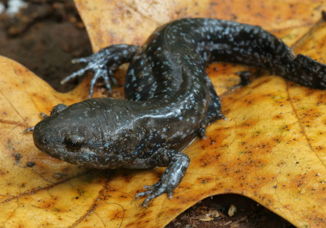 mole salamander_8001
