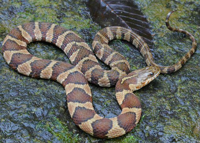 Midland Water Snake 20098