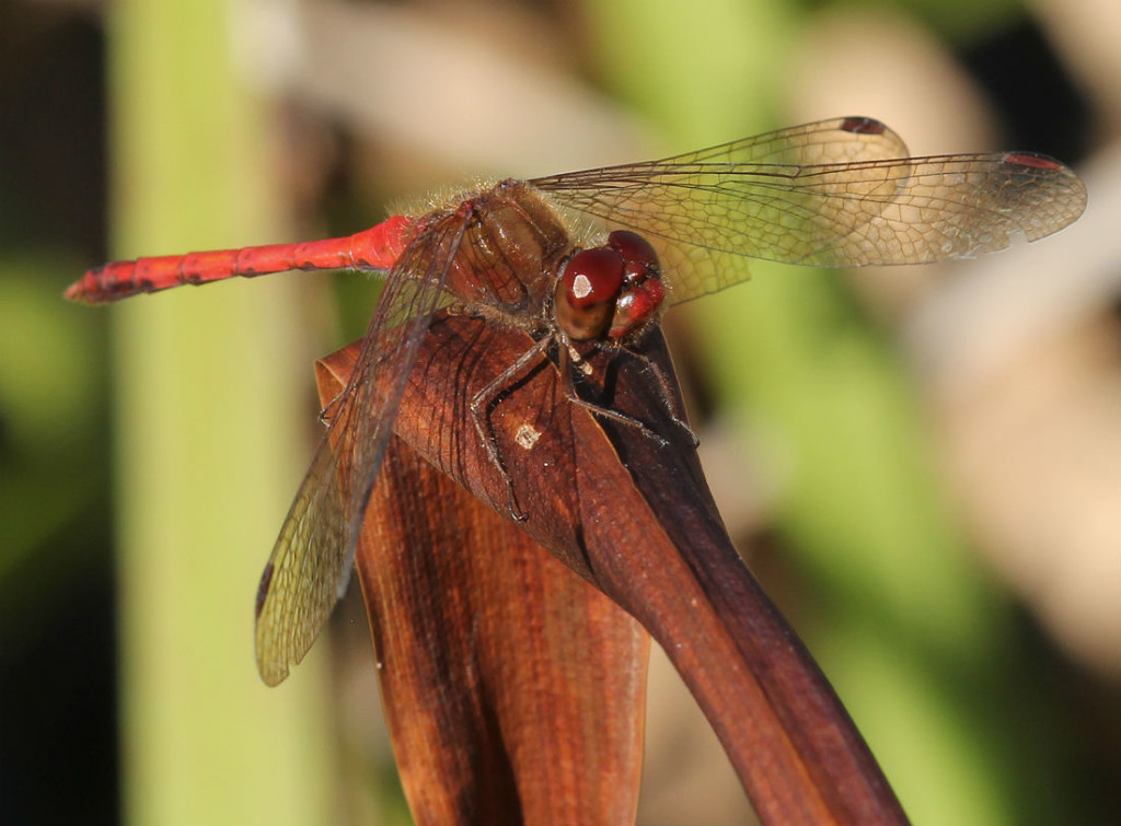 autumn meadowhawk_3783