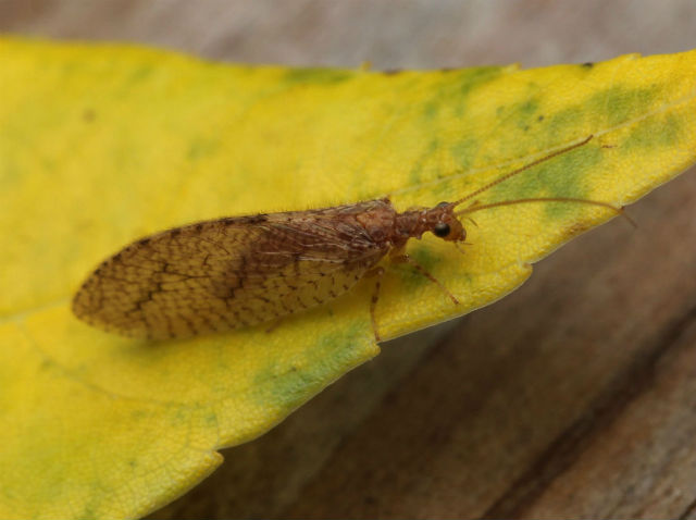 brown lacewing_8472