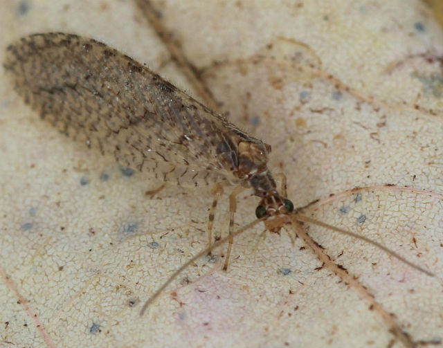 brown lacewing_8605