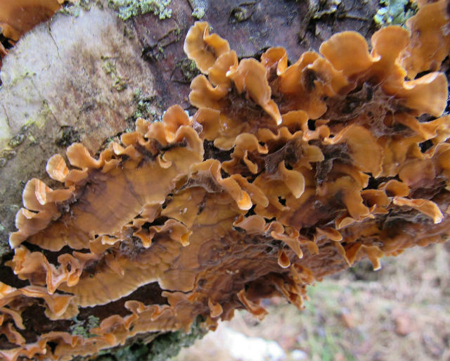 Crowded Parchment Fungus_0019