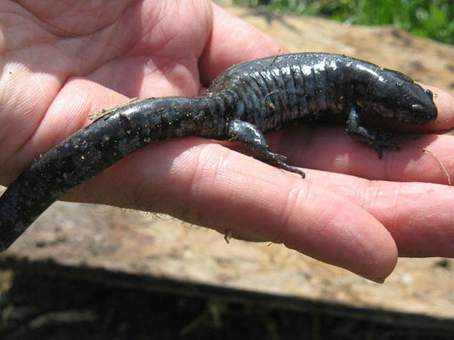 smallmouth salamander 2010