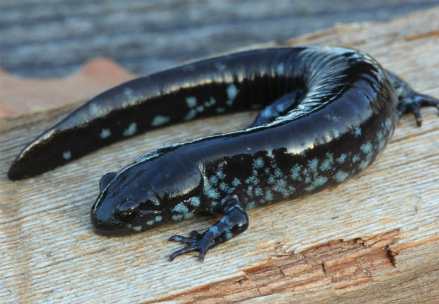 smallmouth salamander_8714