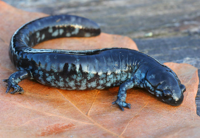 smallmouth salamander_8720