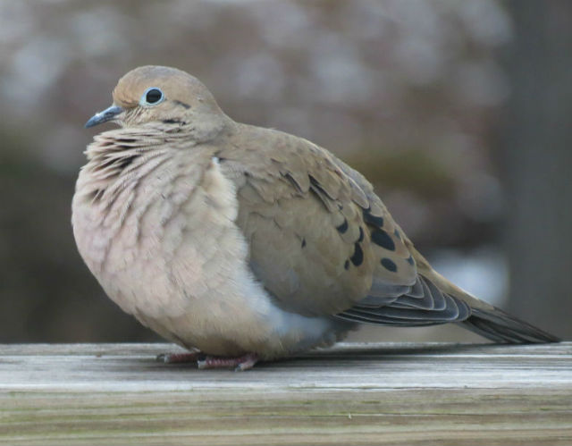 Mourning Dove_8098