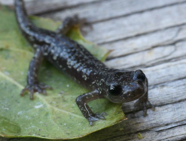 14 arboreal salamander_9156