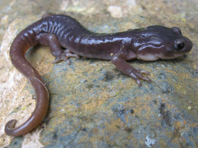 Arboreal Salamander l21