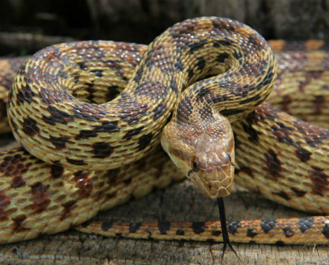 Pacific Gopher Snake 155