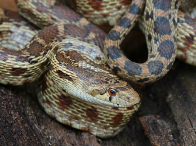 Pacific Gopher Snake_5176