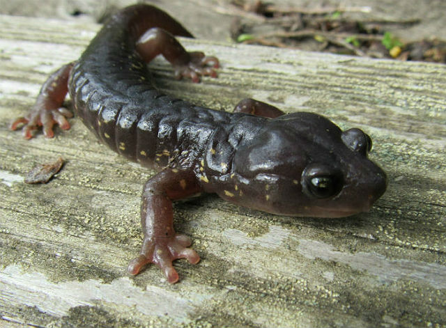 arboreal salamander_3066