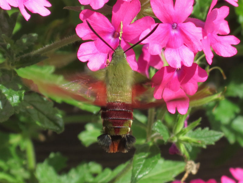 03 Hummingbird Moth_3338