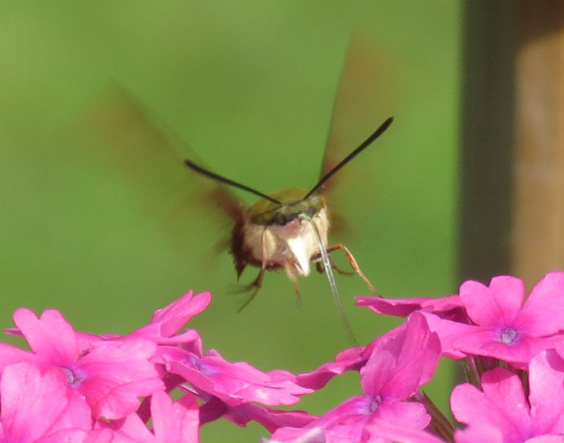 07 Hummingbird Moth_3374