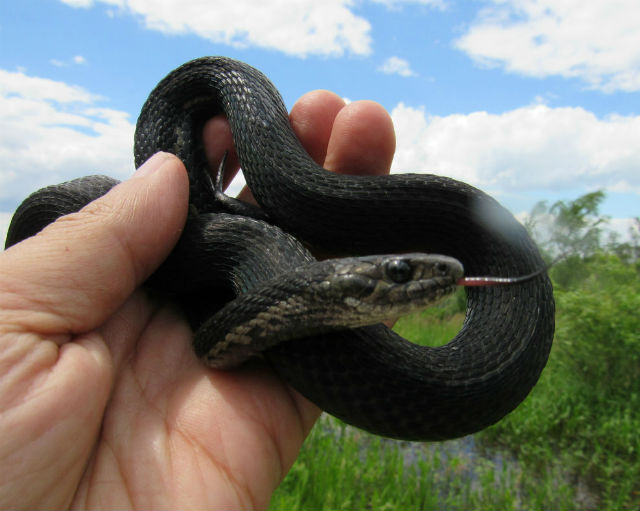 Melanistic Eastern Garter Snake_4749