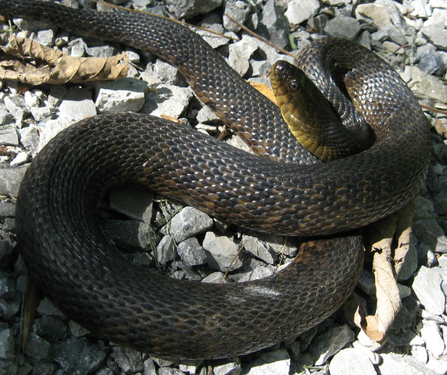 Mississippi Green Water Snake 098