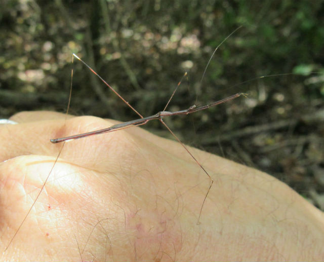 Thread-legged Bug - Emesaya brevipennis_9184