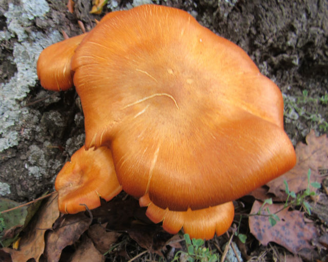 jack-o-lantern mushroom_9323