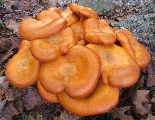 jack-o-lantern mushroom_9324