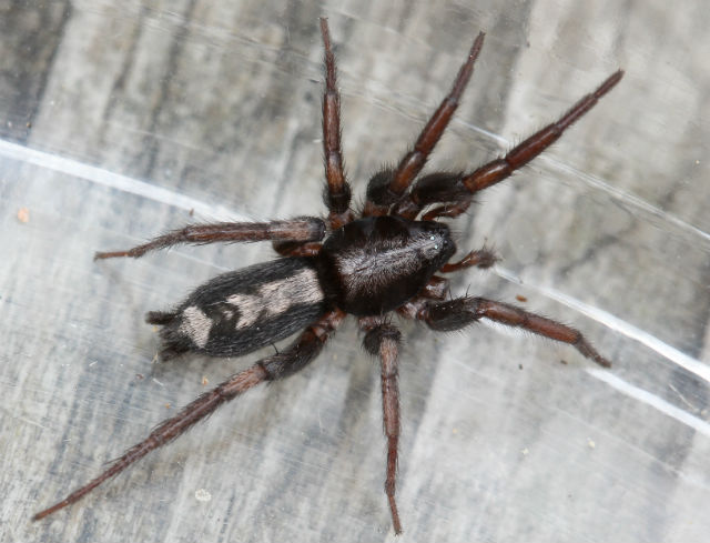 Eastern Parson Spider_8933