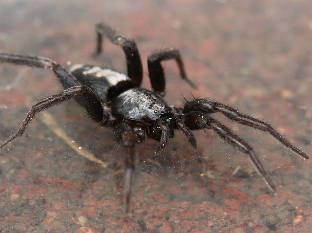 Eastern Parson Spider_8948