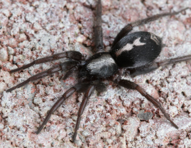 Eastern Parson Spider_9808