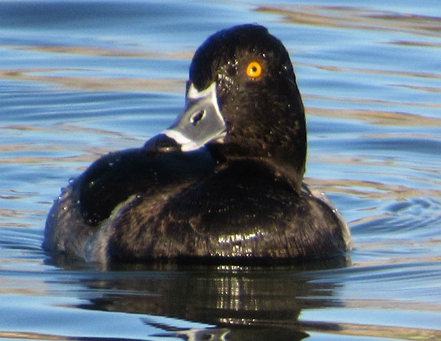 Ring-necked Duck_0819