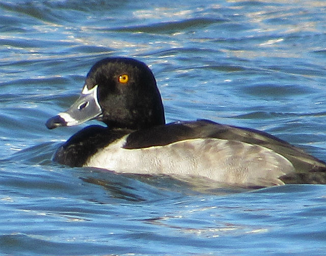 Ring-necked Duck_1051