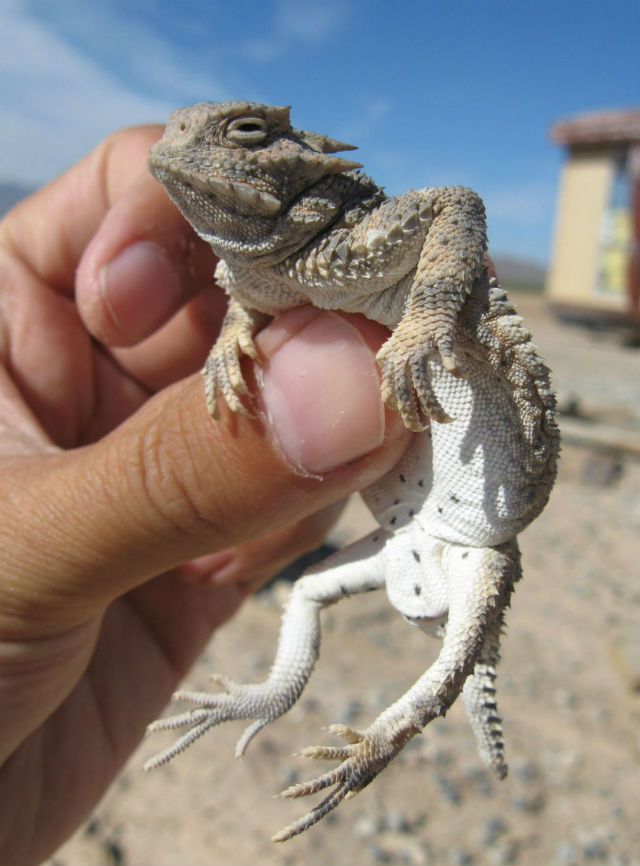 Desert Horned Lizard 349