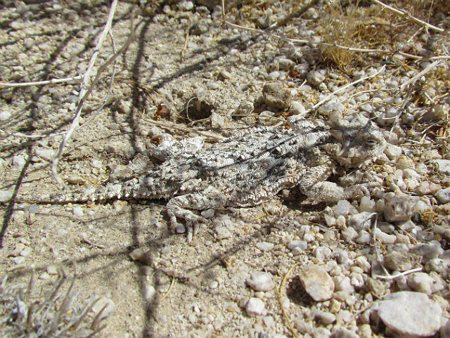 Desert Horned Lizard_7856
