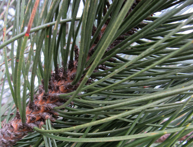 Red Pine_0244