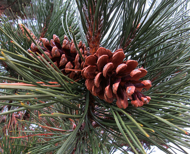 Red Pine_0247