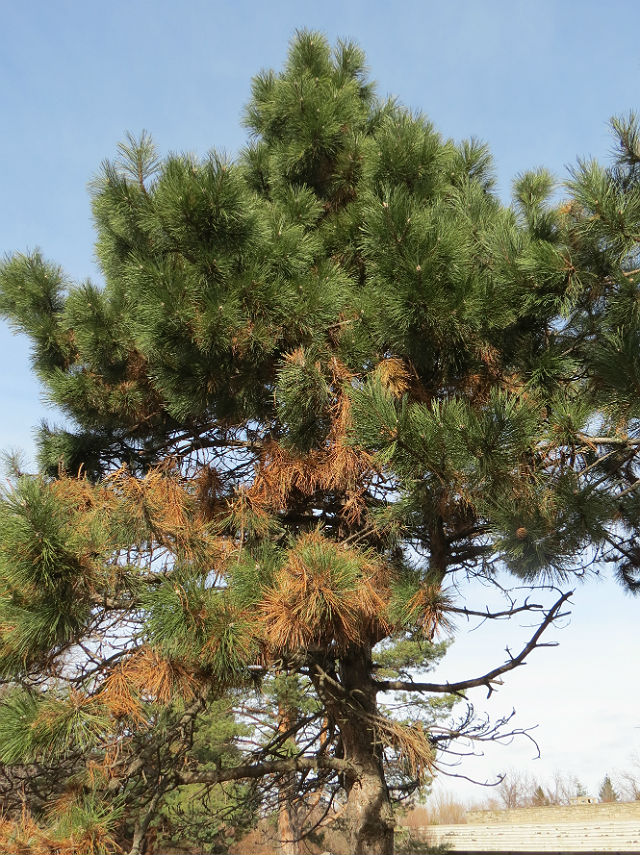Red Pine_0303